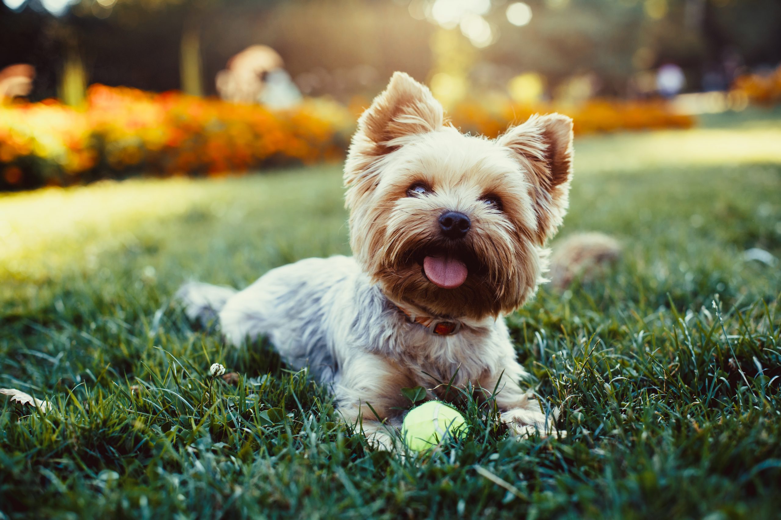 Small terrier dog laying down in the grass with their favorite ball.